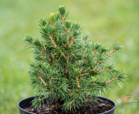 Picea abies `Tompa` harilik kuusk (1)