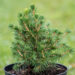 Picea abies `Tompa` harilik kuusk (1)