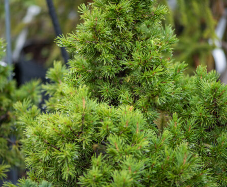 Picea abies `Tompa` harilik kuusk (2)