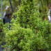 Picea abies `Tompa` harilik kuusk (2)