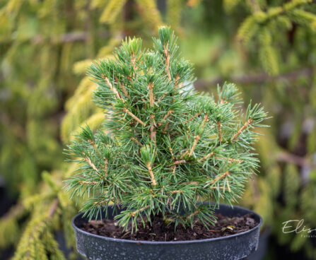 Picea abies `Tompa` harilik kuusk (3)