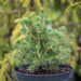 Picea abies `Tompa` harilik kuusk (3)
