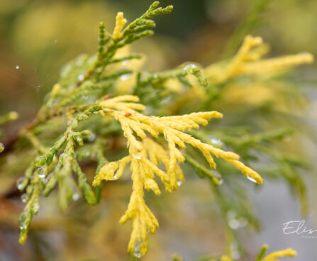 Chamaecyparis pisifera `Filifera Aureovariegata` mägi-ebaküpress (1)