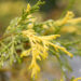 Chamaecyparis pisifera `Filifera Aureovariegata` mägi-ebaküpress (1)