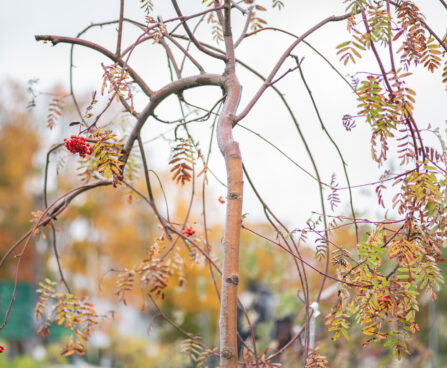 Sorbus aucuparia `Pendula`