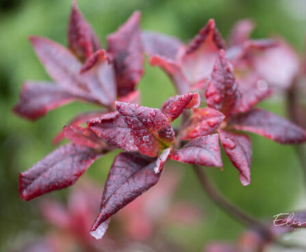 Rhododendron `Karmin Duft` rododendron (1)