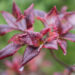 Rhododendron `Karmin Duft` rododendron (1)