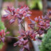 Rhododendron `Karmin Duft` rododendron (2)