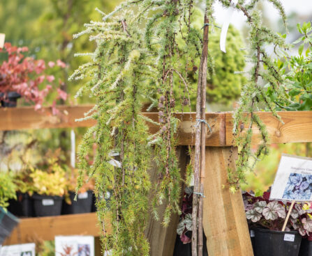 Larix decidua `Pendula` (1)