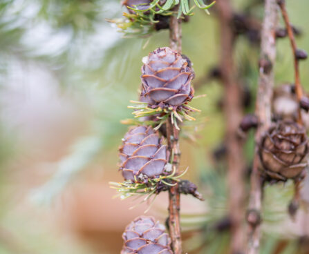 Larix decidua `Pendula` (2)