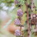 Larix decidua `Pendula` (2)