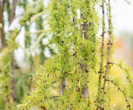 Larix kaempferi `Stiff Weeper` PA jaapani lehis (1)