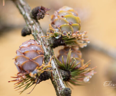 Larix kaempferi `Stiff Weeper` PA jaapani lehis (2)