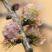 Larix kaempferi `Stiff Weeper` PA jaapani lehis (2)