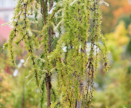 Larix kaempferi `Stiff Weeper` PA jaapani lehis (3)