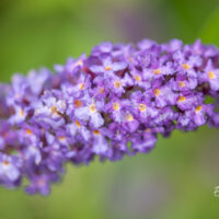 Buddleja davidii ADONIS BLUE `Adokeep` budleia