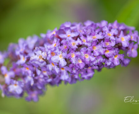 Buddleja davidii ADONIS BLUE `Adokeep` budleia