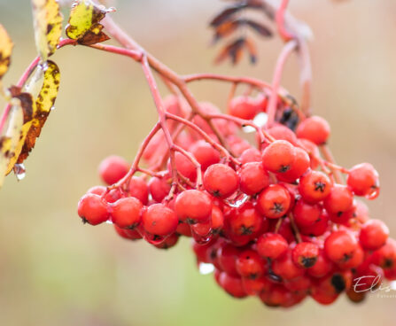 Sorbus aucuparia `Pendula` PA harilik pihlakas