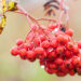 Sorbus aucuparia `Pendula` PA harilik pihlakas