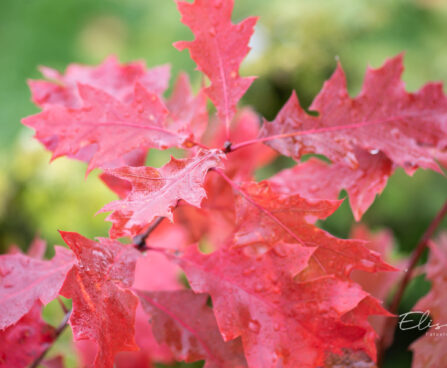 Quercus rubra `Aurea` punane tamm (1)