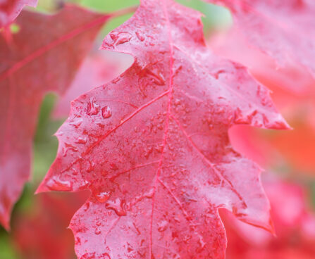 Quercus rubra `Aurea` punane tamm (2)