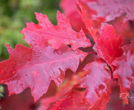 Quercus rubra `Aurea` punane tamm (3)