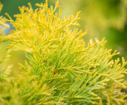 Thuja occidentalis `Jantar` harilik elupuu (1)