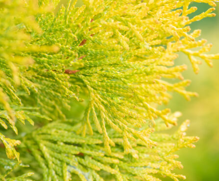 Thuja occidentalis `Jantar` harilik elupuu (2)