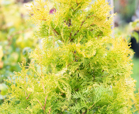 Thuja occidentalis `Jantar` harilik elupuu (3)