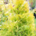 Thuja occidentalis `Jantar` harilik elupuu (3)