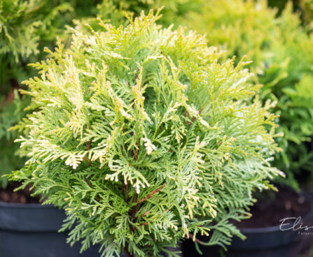 Thuja occidentalis `Amber Glow` harilik elupuu