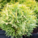 Thuja occidentalis `Amber Glow` harilik elupuu