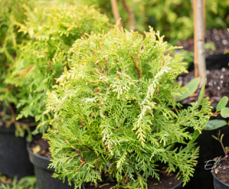 Thuja occidentalis `Golden Globe` harilik elupuu