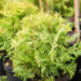 Thuja occidentalis `Golden Globe` harilik elupuu