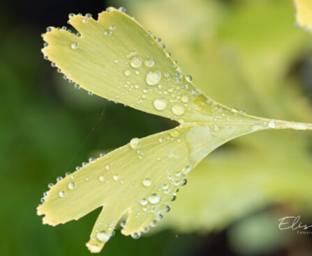 Ginkgo biloba hõlmikpuu (1)