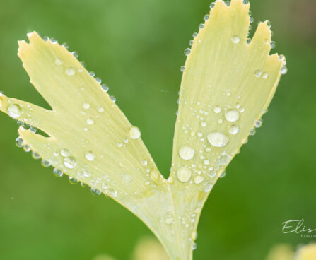 Ginkgo biloba hõlmikpuu (2)