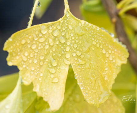 Ginkgo biloba hõlmikpuu (4)