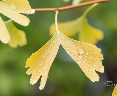 Ginkgo biloba hõlmikpuu (5)