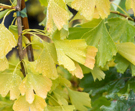 Ginkgo biloba hõlmikpuu (6)