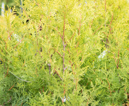 Thuja occidentalis `Salland`  harilik elupuu