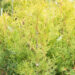 Thuja occidentalis `Salland`  harilik elupuu