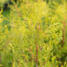 Thuja occidentalis `Salland`  harilik elupuu