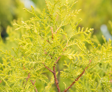 Thuja occidentalis `Salland`  harilik elupuu