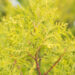 Thuja occidentalis `Salland`  harilik elupuu