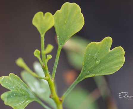 Ginkgo biloba `Chris Dwarf` hõlmikpuu (1)