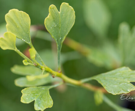 Ginkgo biloba `Chris Dwarf` hõlmikpuu (2)