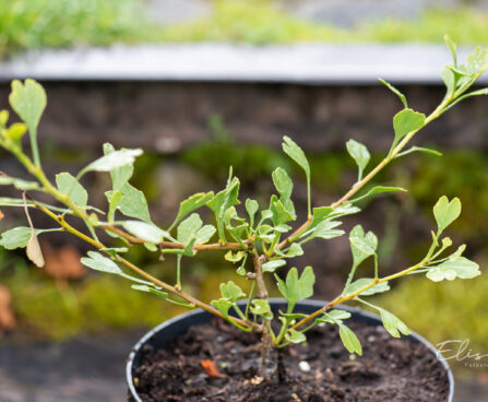 Ginkgo biloba `Chris Dwarf` hõlmikpuu (3)