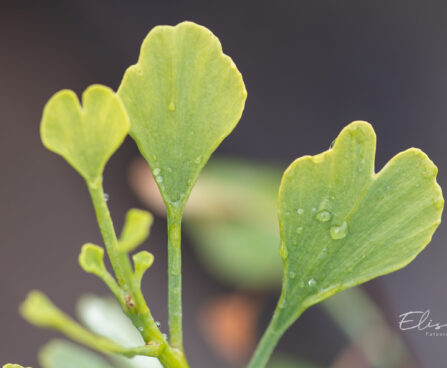 Ginkgo biloba `Chris Dwarf` hõlmikpuu (4)