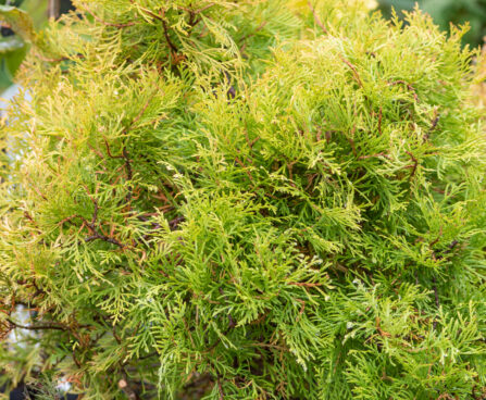 Thuja occidentalis `Cloth of Gold`  harilik elupuu