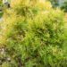 Thuja occidentalis `Cloth of Gold`  harilik elupuu